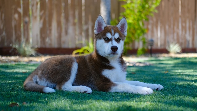 Foto Siberian Husky